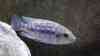 Petrotilapia sp. chitande