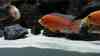 Aulonocara Firefish