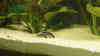 Corydoras arcuatus