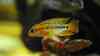 Apistogramma macmasteri