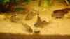 Corydoras trilineatus