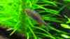 Boraras micros
