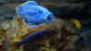 Melanochromis kaskazini