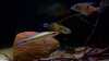 Crenicichla regani