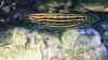 Julidochromis regani