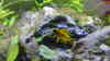 Apistogramma hongsloi