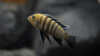 Cynotilapia sp. lion