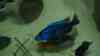 Sciaenochromis ahli