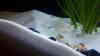 Neolamprologus similis