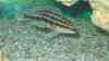 Julidochromis ornatus