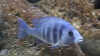 Placidochromis phenochilus