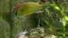 Astatotilapia calliptera