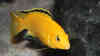 Labidochromis caeruleus