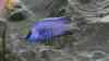 Copadichromis azureus