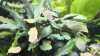 Bucephalandra Big Blue