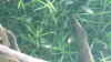 Corydoras hastatus