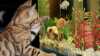 Tiere in der Schule