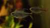Hyphessobrycon filamentosus