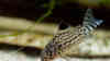 Corydoras trilineatus