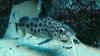 Synodontis multipunctatus