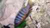 Maylandia sp. zebra long pelvic