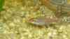 Hemigrammus erythrozonus