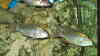 Lethrinops marginatus
