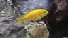 Labidochromis caeruleus