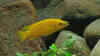 Neolamprologus longior