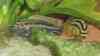Melanochromis auratus