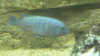 Pseudotropheus saulosi
