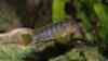 Labidochromis sp. mbamba