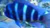 Cyphotilapia frontosa