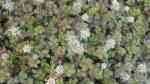 Acaena microphylla im Garten pflanzen (Einrichtungsbeispiele mit Braunblättriges Stachelnüsschen) Acaena microphylla im Garten pflanzen (Einrichtungsbeispiele mit Braunblättriges Stachelnüsschen)