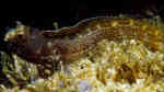 Acanthemblemaria betinensis im Aquarium halten (Einrichtungsbeispiele für Gefleckter Hechtschleimfisch) Acanthemblemaria betinensis im Aquarium halten (Einrichtungsbeispiele für Gefleckter Hechtschleimfisch)