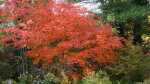 Acer japonicum im Garten pflanzen (Einrichtungsbeispiele mit Japanischer Ahorn) Acer japonicum im Garten pflanzen (Einrichtungsbeispiele mit Japanischer Ahorn)