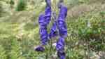 Aconitum napellus im Garten pflanzen (Einrichtungsbeispiele mit Blauer Eisenhut) Aconitum napellus im Garten pflanzen (Einrichtungsbeispiele mit Blauer Eisenhut)