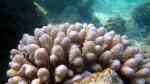 Acropora retusa im Aquarium halten (Einrichtungsbeispiele für Kleinpolypige Steinkoralle) Acropora retusa im Aquarium halten (Einrichtungsbeispiele für Kleinpolypige Steinkoralle)