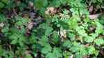 Aegopodium podagraria im Garten pflanzen (Einrichtungsbeispiele mit Giersch) Aegopodium podagraria im Garten pflanzen (Einrichtungsbeispiele mit Giersch)