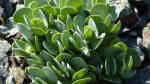 Aethionema oppositifolium im Garten pflanzen (Einrichtungsbeispiele mit Gegenblättriges Steintäschel) Aethionema oppositifolium im Garten pflanzen (Einrichtungsbeispiele mit Gegenblättriges Steintäschel)