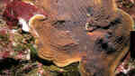 Agaricia grahamae im Aquarium halten (Einrichtungsbeispiele für Grahams Blattkoralle) Agaricia grahamae im Aquarium halten (Einrichtungsbeispiele für Grahams Blattkoralle)