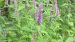 Agastache foeniculum im Garten pflanzen (Einrichtungsbeispiele mit Anis-Duftnessel) Agastache foeniculum im Garten pflanzen (Einrichtungsbeispiele mit Anis-Duftnessel)