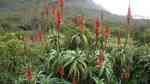Aloe arborescens im Garten pflanzen (Einrichtungsbeispiele mit Baum-Aloe) Aloe arborescens im Garten pflanzen (Einrichtungsbeispiele mit Baum-Aloe)