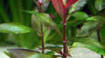 Alternanthera reineckii im Aquarium (Einrichtungsbeispiele mit Breitblättriges Papageienblatt) Alternanthera reineckii im Aquarium (Einrichtungsbeispiele mit Breitblättriges Papageienblatt)