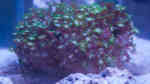 Alveopora spongiosa im Aquarium halten (Einrichtungsbeispiele für Margeritenkoralle) Alveopora spongiosa im Aquarium halten (Einrichtungsbeispiele für Margeritenkoralle)