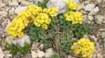 Alyssum wulfenianum im Garten pflanzen (Einrichtungsbeispiele mit Wulfen-Steinkraut) Alyssum wulfenianum im Garten pflanzen (Einrichtungsbeispiele mit Wulfen-Steinkraut)