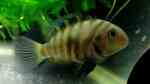 Amatitlania septemfasciata im Aquarium halten (Einrichtungsbeispiele für Siebenstreifen-Buntbarsch) Amatitlania septemfasciata im Aquarium halten (Einrichtungsbeispiele für Siebenstreifen-Buntbarsch)