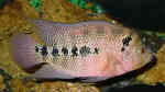 Amphilophus trimaculatum im Aquarium halten (Einrichtungsbeispiele für Schulterfleck-Buntbarsche) Amphilophus trimaculatum im Aquarium halten (Einrichtungsbeispiele für Schulterfleck-Buntbarsche)