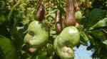 Anacardium occidentale im Garten pflanzen (Einrichtungsbeispiele mit Cashew) Anacardium occidentale im Garten pflanzen (Einrichtungsbeispiele mit Cashew)
