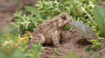 Anaxyrus americanus im Terrarium halten (Einrichtungsbeispiele mit Amerikanische Erdkröte) Anaxyrus americanus im Terrarium halten (Einrichtungsbeispiele mit Amerikanische Erdkröte)